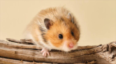 ô