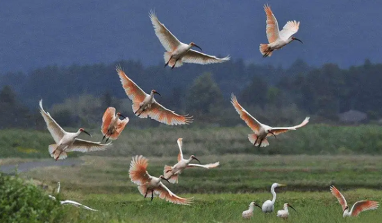 йĵط