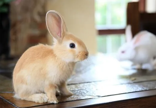 Сע⣡Щţ˽⣬֪Ԥ
