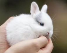 Ӷ˴