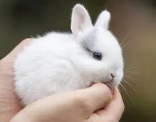 Ӷ˴
