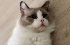 ôжèǷ飿