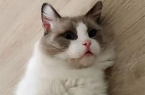 ôжèǷ飿
