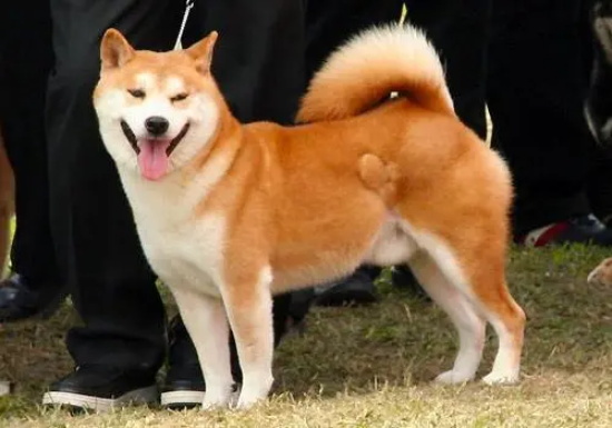ѵʧĴԭ