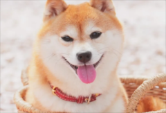 ȮѵЩ