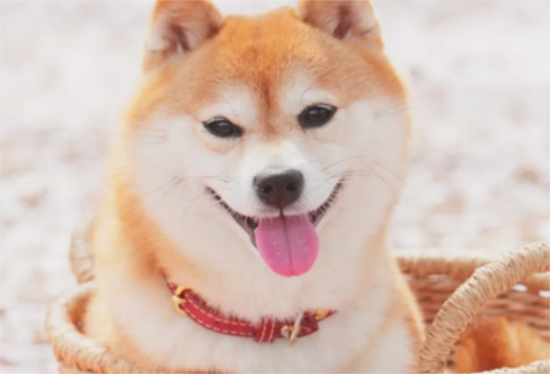 ȮѵЩ