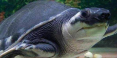 Сڹе