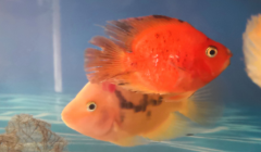 㳤ڰʲô