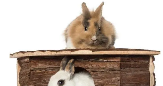 ̵㣺ʶЩɰëС
