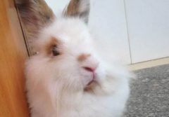 ʹı