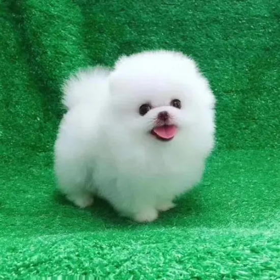 Ĥ?