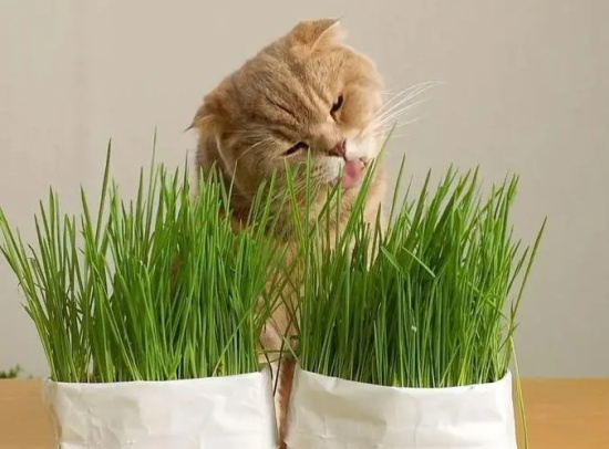 èеʱ