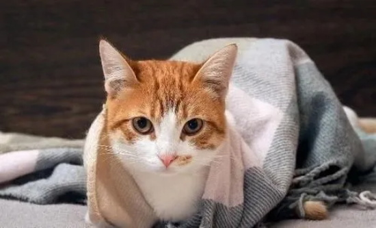 Сèô