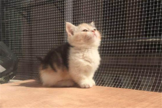 曼基康猫多少钱一只 曼基康猫价格