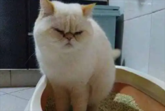 èèʺζ̫ô
