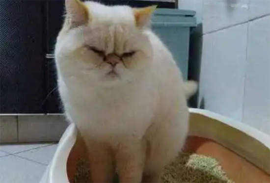 èèʺζ̫ô