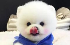 豭Ȯ۸ 豭Ȯ