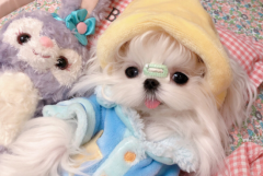 ˹Ȯô