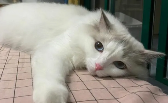 猫会得细小吗?