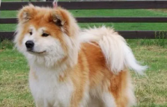 ȮԶ˸кô