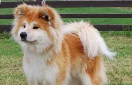 ȮԶ˸кô