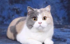 ӢëèЩ