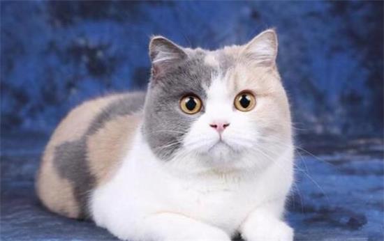 ӢëèЩ
