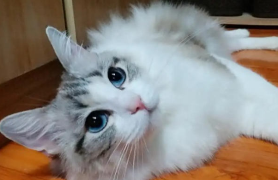 猫生产前的几小时征兆 猫生产有什么症状