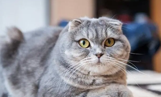 ۶èŴЩ