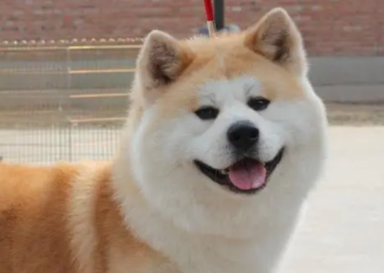 Ȯѿȳʲôҩ