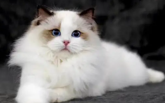 布偶猫发情会持续多久 可以人工干预终止吗?