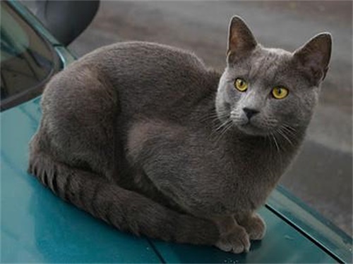 英国短毛猫发情表现 公猫和母猫有哪些差别?