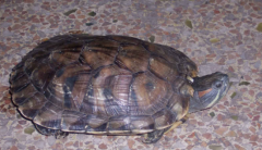 ڹʲôʳ
