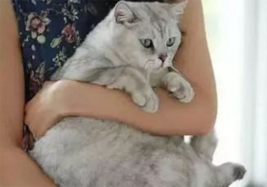 ôè