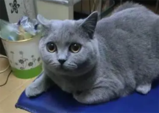 ˹èƤô
