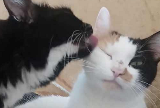 ôè
