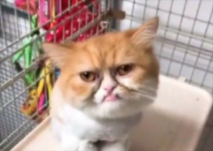 èʲôè