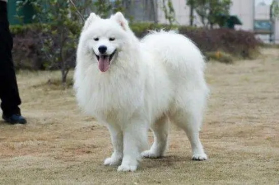 ȮĦҮʲô