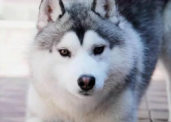 ¿С