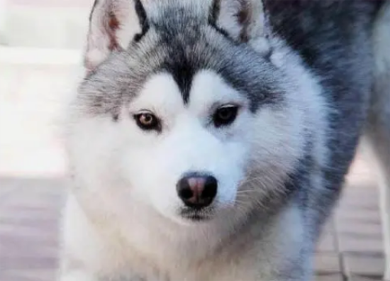 ¿С