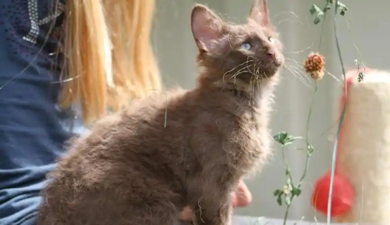 母猫生产后能洗澡吗？