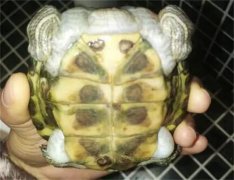 ڹ֫