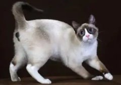 ѩЬè鴤ô