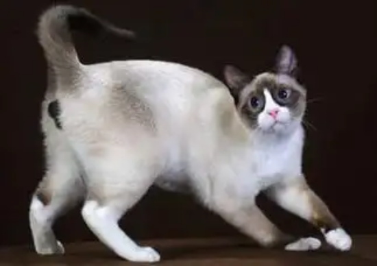 ѩЬè鴤ô