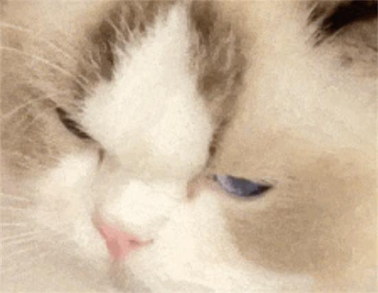 ڲ֪ԭè䡰