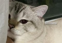 èôãῴèɫ