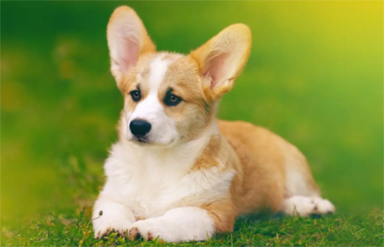 柯基犬是小型犬还是中型犬?