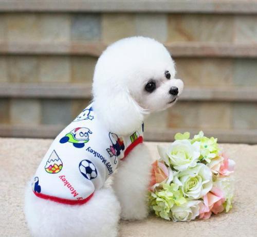 狗狗怀孕多久可以看出来?