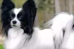 ôˮ
