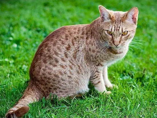 猫咪从4楼摔下去鼻子流血后腿不能动了怎么紧急处理?